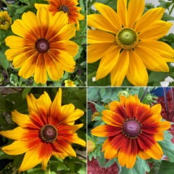 Sonnenhut, Sorte Nach Verfügbarkeit, Topf-Ø 21 Cm