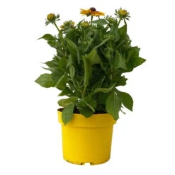 Sonnenhut Gelb-orange, Topf-Ø 21 Cm -Die grüne Ecke 0610360022 Rudbeckia hirta zweifarbig gelb orange 3 112686