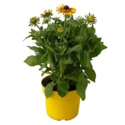 Sonnenhut Gelb-orange, Topf-Ø 21 Cm -Die grüne Ecke 0610360022 Rudbeckia hirta zweifarbig gelb orange 4 112687