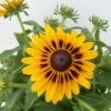 Sonnenhut Gelb-orange, Topf-Ø 21 Cm -Die grüne Ecke 0610360022 Rudbeckia hirta zweifarbig gelb orange 5 112666