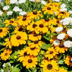 Pflanzenset 'Spätsommer-Gold' Gelb-orange, Topf-Ø 12 Cm, 4er-Set -Die grüne Ecke 0610360035 Rudbeckia hirta T13 Toto 6er Set 2 111925