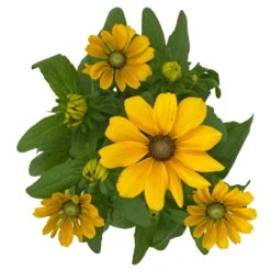 Sonnenhut 'Toto®', Topf-Ø 13, 6er-Set -Die grüne Ecke 0610360035 Rudbeckia hirta Toto 6er Set 12 112693