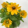 Sonnenhut 'Toto®', Topf-Ø 13, 6er-Set -Die grüne Ecke 0610360035 Rudbeckia hirta Toto 6er Set 13 112667