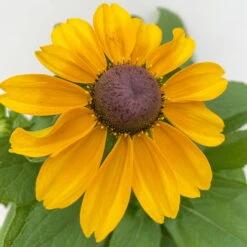 Sonnenhut 'Toto®', Topf-Ø 13, 6er-Set -Die grüne Ecke 0610360035 Rudbeckia hirta Toto 6er Set 16 112671