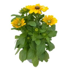 Sonnenhut 'Toto®', Topf-Ø 13, 6er-Set -Die grüne Ecke 0610360035 Rudbeckia hirta Toto 6er Set 17 112690