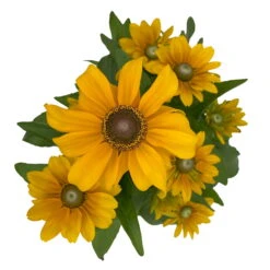 Sonnenhut 'Toto®', Topf-Ø 13, 6er-Set -Die grüne Ecke 0610360035 Rudbeckia hirta Toto 6er Set 4 112691