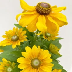 Sonnenhut 'Toto®', Topf-Ø 13, 6er-Set -Die grüne Ecke 0610360035 Rudbeckia hirta Toto 6er Set 5 112669 1