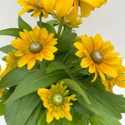 Sonnenhut 'Toto®', Topf-Ø 13, 6er-Set -Die grüne Ecke 0610360035 Rudbeckia hirta Toto 6er Set 6 112668