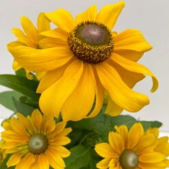 Sonnenhut 'Toto®', Topf-Ø 13, 6er-Set -Die grüne Ecke 0610360035 Rudbeckia hirta Toto 6er Set 7 112670 1