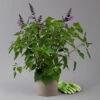 Pfirsichsalbei Lila, Topf-Ø 21 Cm, Höhe Ca. 40 Cm -Die grüne Ecke 0610370084 Salvia T21 Lavender H 40 cm 1 125914
