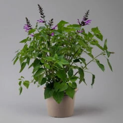 Pfirsichsalbei Lila, Topf-Ø 21 Cm, Höhe Ca. 40 Cm -Die grüne Ecke 0610370084 Salvia T21 Lavender H 40 cm 2 125915