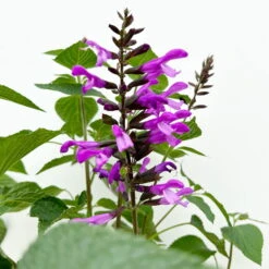 Pfirsichsalbei Lila, Topf-Ø 21 Cm, Höhe Ca. 40 Cm -Die grüne Ecke 0610370084 Salvia T21 Lavender 3 125738