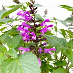 Pfirsichsalbei Lila, Topf-Ø 21 Cm, Höhe Ca. 40 Cm -Die grüne Ecke 0610370084 Salvia T21 Lavender 8 125737