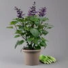 Pfirsichsalbei Purpurlila, Topf-Ø 21 Cm, Höhe Ca. 40 Cm -Die grüne Ecke 0610370085 Salvia T21 purple H 40 cm 1 125916
