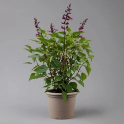 Pfirsichsalbei 'Strawberry Lake' Pink, Topf-Ø 21 Cm, Höhe Ca. 40 Cm -Die grüne Ecke 0610370086 Salvia T21 Strawberry Lake H 40cm 2 125990