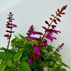 Pfirsichsalbei 'Strawberry Lake' Pink, Topf-Ø 21 Cm, Höhe Ca. 40 Cm -Die grüne Ecke 0610370086 Salvia T21 Strawberry Lake 3 n 125842