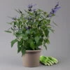 Pfirsichsalbei Blau, Topf-Ø 21 Cm, Höhe Ca. 40 Cm -Die grüne Ecke 0610370087 Salvia T21 Blue H40cm 1 125991