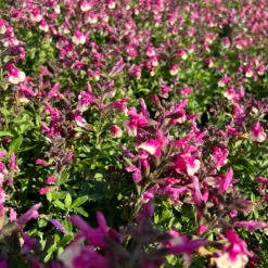 Pfirsichsalbei Zweifarbig, Topf-Ø 13 Cm, Höhe Ca. 25 Cm, 6er-Set -Die grüne Ecke 0610370095 Salvia greggii T13 zweifarbig H25 6er Set 2 125732