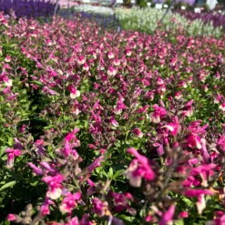 Pfirsichsalbei Zweifarbig, Topf-Ø 13 Cm, Höhe Ca. 25 Cm, 6er-Set -Die grüne Ecke 0610370095 Salvia greggii T13 zweifarbig H25 6er Set 3 125733