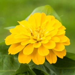 Zinnie, Farbe Nach Verfügbarkeit, Topf-Ø 12 Cm, 6er-Set -Die grüne Ecke 0610420116 Zinnia elegans T12 Farbe nach Verfuegbarkeit 6er Set 1 111755