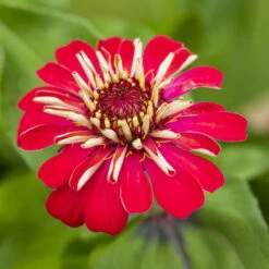 Zinnie, Farbe Nach Verfügbarkeit, Topf-Ø 12 Cm, 6er-Set -Die grüne Ecke 0610420116 Zinnia elegans T12 Farbe nach Verfuegbarkeit 6er Set 3 111757
