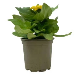 Zinnie, Farbe Nach Verfügbarkeit, Topf-Ø 12 Cm, 6er-Set -Die grüne Ecke 0610420116 Zinnia elegans gelb 6er Set 2 112822