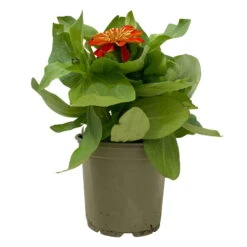 Zinnie, Farbe Nach Verfügbarkeit, Topf-Ø 12 Cm, 6er-Set -Die grüne Ecke 0610420116 Zinnia elegans orange 6er Set 1 112819