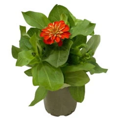 Zinnie, Farbe Nach Verfügbarkeit, Topf-Ø 12 Cm, 6er-Set -Die grüne Ecke 0610420116 Zinnia elegans orange 6er Set 3 112820