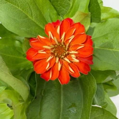 Zinnie, Farbe Nach Verfügbarkeit, Topf-Ø 12 Cm, 6er-Set -Die grüne Ecke 0610420116 Zinnia elegans orange 6er Set 4 112724