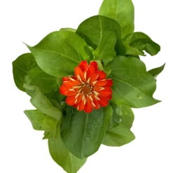 Zinnie, Farbe Nach Verfügbarkeit, Topf-Ø 12 Cm, 6er-Set -Die grüne Ecke 0610420116 Zinnia elegans orange 6er Set 5 112821