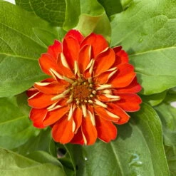 Zinnie, Farbe Nach Verfügbarkeit, Topf-Ø 12 Cm, 6er-Set -Die grüne Ecke 0610420116 Zinnia elegans orange 6er Set 6 112723