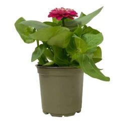 Zinnie, Farbe Nach Verfügbarkeit, Topf-Ø 12 Cm, 6er-Set -Die grüne Ecke 0610420116 Zinnia elegans pink 6er Set 4 112816