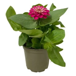 Zinnie, Farbe Nach Verfügbarkeit, Topf-Ø 12 Cm, 6er-Set -Die grüne Ecke 0610420116 Zinnia elegans pink 6er Set 5 112817