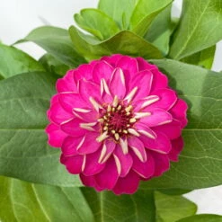 Zinnie, Farbe Nach Verfügbarkeit, Topf-Ø 12 Cm, 6er-Set -Die grüne Ecke 0610420116 Zinnia elegans pink 6er Set 6 112722