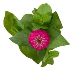 Zinnie, Farbe Nach Verfügbarkeit, Topf-Ø 12 Cm, 6er-Set -Die grüne Ecke 0610420116 Zinnia elegans pink 6er Set 7 112818