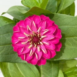 Zinnie, Farbe Nach Verfügbarkeit, Topf-Ø 12 Cm, 6er-Set -Die grüne Ecke 0610420116 Zinnia elegans pink 6er Set 8 112721