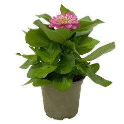 Zinnie, Farbe Nach Verfügbarkeit, Topf-Ø 12 Cm, 6er-Set -Die grüne Ecke 0610420116 Zinnia elegans rosa 6er Set 3 112813