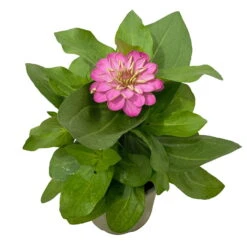 Zinnie, Farbe Nach Verfügbarkeit, Topf-Ø 12 Cm, 6er-Set -Die grüne Ecke 0610420116 Zinnia elegans rosa 6er Set 4 112814