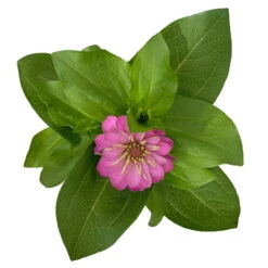 Zinnie, Farbe Nach Verfügbarkeit, Topf-Ø 12 Cm, 6er-Set -Die grüne Ecke 0610420116 Zinnia elegans rosa 6er Set 5 112815