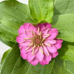 Zinnie, Farbe Nach Verfügbarkeit, Topf-Ø 12 Cm, 6er-Set -Die grüne Ecke 0610420116 Zinnia elegans rosa 6er Set 6 112720