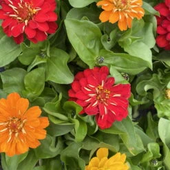 Zinnie 'Trio' Bunt, Mix Nach Verfügbarkeit, Topf-Ø 12 Cm, 6er-Set -Die grüne Ecke 0610420117 Zinnia elegans Trio T13 nach Verfuegbarkeit 6er Set 14 112403