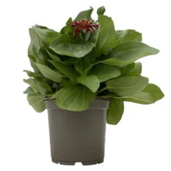 Zinnie 'Trio' Bunt, Mix Nach Verfügbarkeit, Topf-Ø 12 Cm, 6er-Set -Die grüne Ecke 0610420117 Zinnia elegans Trio T13 nach Verfuegbarkeit 6er Set 1 112498