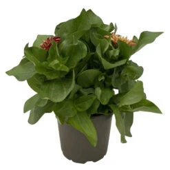 Zinnie 'Trio' Bunt, Mix Nach Verfügbarkeit, Topf-Ø 12 Cm, 6er-Set -Die grüne Ecke 0610420117 Zinnia elegans Trio T13 nach Verfuegbarkeit 6er Set 6 112499