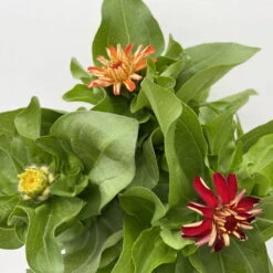 Zinnie 'Trio' Bunt, Mix Nach Verfügbarkeit, Topf-Ø 12 Cm, 6er-Set -Die grüne Ecke 0610420117 Zinnia elegans Trio T13 nach Verfuegbarkeit 6er Set 8 112404