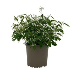 Zauberschnee™ 'Diamond Frost™' Weiß, Topf-Ø 12 Cm, 6er-Set -Die grüne Ecke 0610500544 Euphorbia T12 Diamond Frost 6er Set WS 1 94608