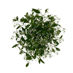 Zauberschnee™ 'Diamond Frost™' Weiß, Topf-Ø 12 Cm, 6er-Set -Die grüne Ecke 0610500544 Euphorbia T12 Diamond Frost 6er Set WS 7 94610