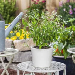 Zauberschnee™ 'Diamond Frost™' Weiß, Topf-Ø 12 Cm, 6er-Set -Die grüne Ecke 0610500544 Euphorbia T12 Diamond Frost Stimmungsbild 1 93703