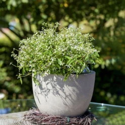 Zauberschnee™ 'Diamond Frost™' Weiß, Topf-Ø 12 Cm, 6er-Set -Die grüne Ecke 0610500544 Euphorbia T12 Diamond Frost Stimmungsbild 2 93705