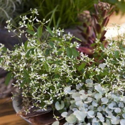 Zauberschnee™ 'Diamond Frost™' Weiß, Topf-Ø 12 Cm, 6er-Set -Die grüne Ecke 0610500544 Euphorbia T12 Diamond Frost Stimmungsbild 3 93704