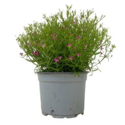 Schleierkraut Rosa, Topf-Ø 12/13 Cm -Die grüne Ecke 0610710079 Gypsophila muralis rosa 6er Set 1 112732